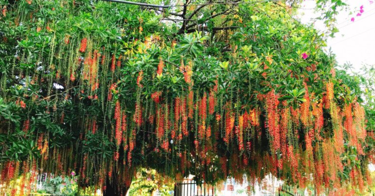 Trồng cây gì trước nhà để vừa đẹp, vừa thu hút tài lộc? Trồng cây gì trước nhà để vừa đẹp, vừa thu hút tài lộc?