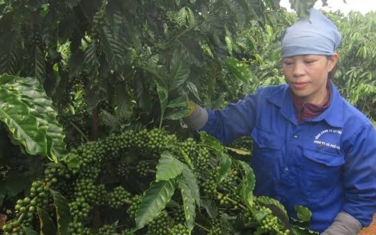 Dữ liệu vùng trồng: Điều kiện sống còn của nông sản xuất khẩu Dữ liệu vùng trồng: Điều kiện sống còn của nông sản xuất khẩu