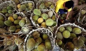 Durian buying frenzy erupts in Malaysia as prices plunge to 12 US cents per fruit
