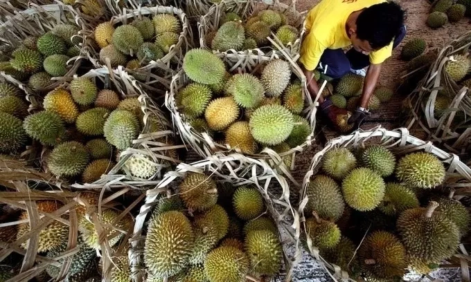 Durian buying frenzy erupts in Malaysia as prices plunge to 12 US cents per fruit