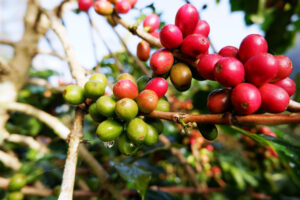 Giá cà phê giảm xuống dưới 85.000 đồng/kg Giá cà phê giảm xuống dưới 85.000 đồng/kg