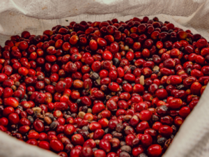 Giá cà phê hôm nay: Tăng 100 đồng/kg sau phiên giảm