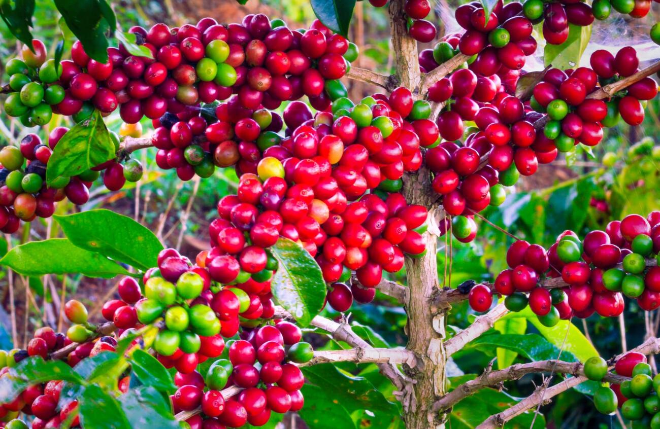 Giá cà phê hôm nay giảm 800 đồng/kg, thị trường thận trọng