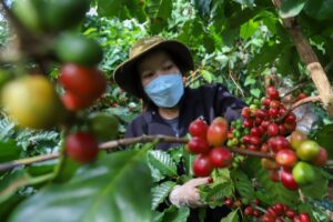 Giá cà phê hôm nay giảm xuống 86.200 đồng/kg Giá cà phê hôm nay giảm xuống 86.200 đồng/kg