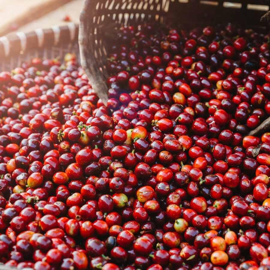Giá cà phê nội địa tăng mạnh gần 90.000 đồng/kg