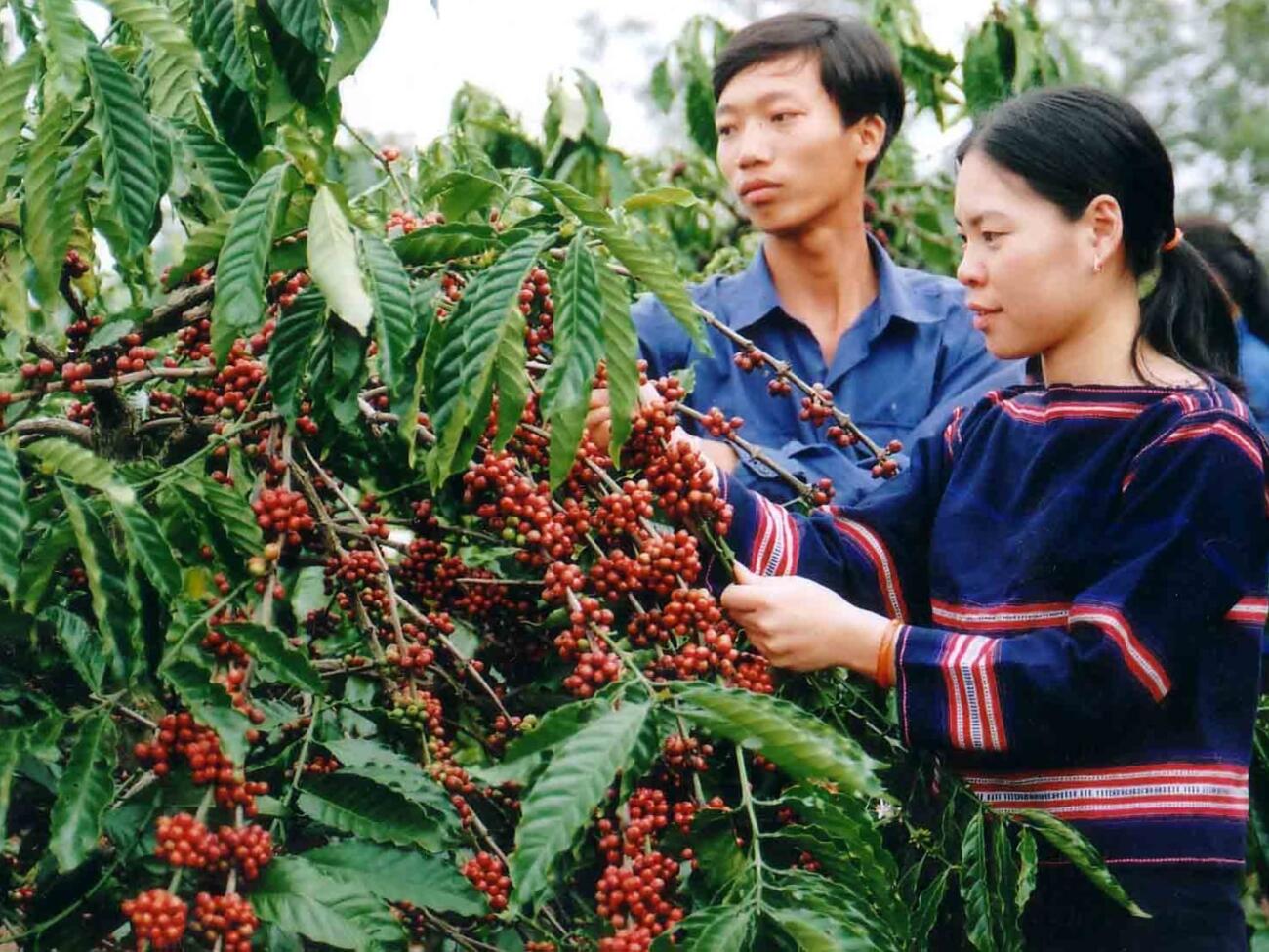 Giá cà phê tăng 200 đồng/kg – Thị trường thế giới