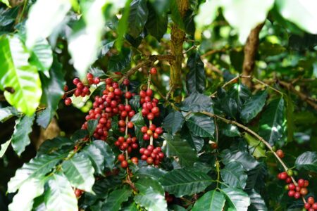 Giá cà phê tăng 500 đồng/kg, thị trường hồi phục Giá cà phê tăng 500 đồng/kg, thị trường hồi phục
