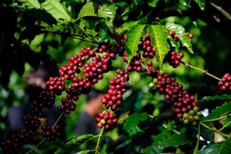 Giá cà phê tăng 600 đồng/kg, tín hiệu tích cực từ thị trường
