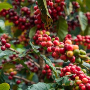 Giá cà phê tăng 600 đồng/kg, triển vọng tích cực Giá cà phê tăng 600 đồng/kg, triển vọng tích cực