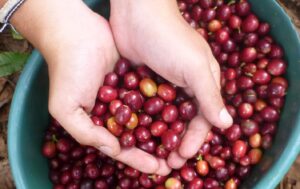 Giá cà phê tăng gần 90.000 đồng/kg – Cập nhật mới nhất