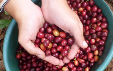 Giá cà phê tăng gần 90.000 đồng/kg – Cập nhật mới nhất Giá cà phê tăng gần 90.000 đồng/kg – Cập nhật mới nhất