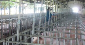 Giá heo hơi hôm nay, 25-6: Khu vực phía Nam giảm mạnh Giá heo hơi hôm nay, 25-6: Khu vực phía Nam giảm mạnh