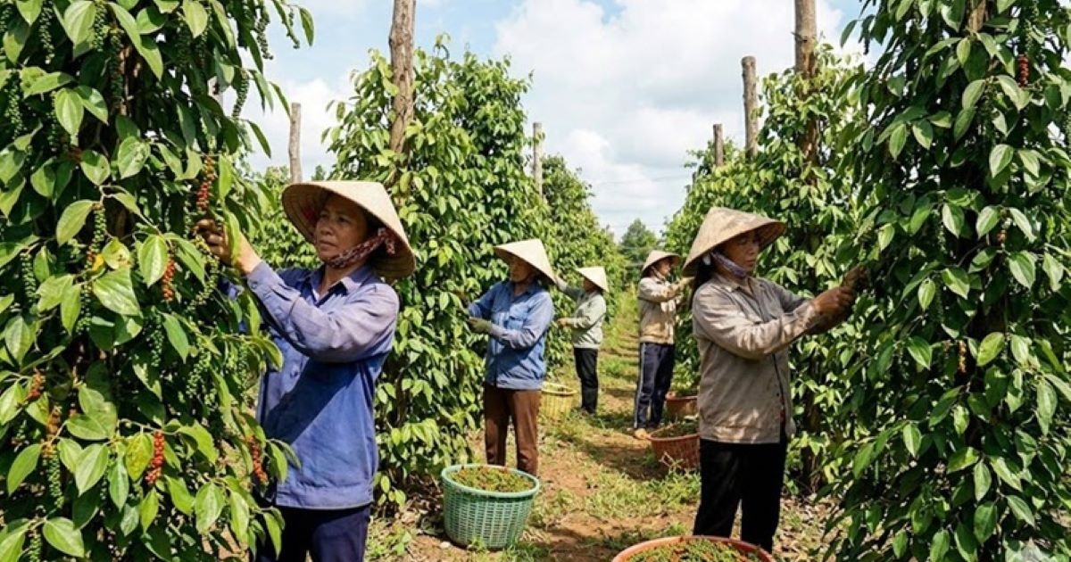 Hồ tiêu Việt Nam đón cơ hội lớn từ thị trường Trung Đông, Nam Á Hồ tiêu Việt Nam đón cơ hội lớn từ thị trường Trung Đông, Nam Á
