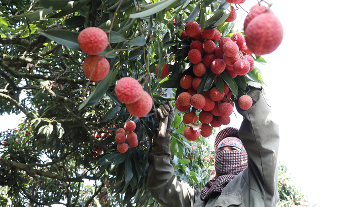 Lychee prices soar as output more than halves Lychee prices soar as output more than halves