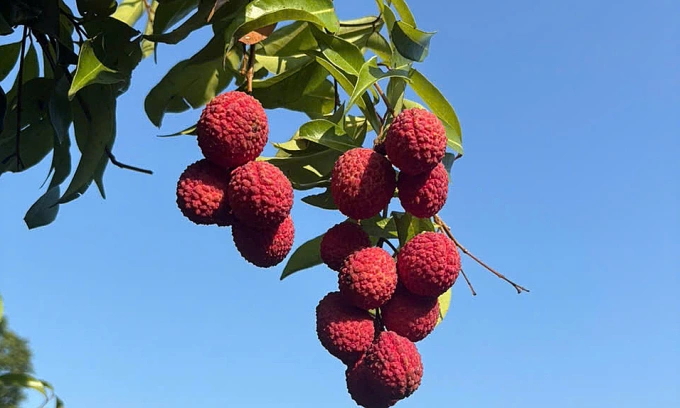Seedless lychee prices surge to per kg after extreme weather ravages harvest Seedless lychee prices surge to per kg after extreme weather ravages harvest