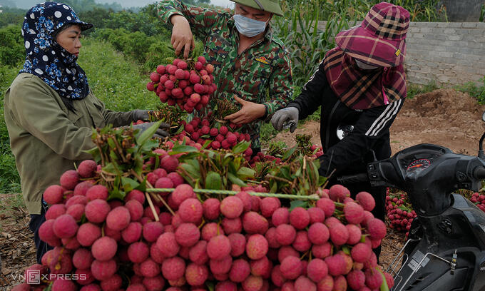 US imports of Vietnamese lychees surge 125%