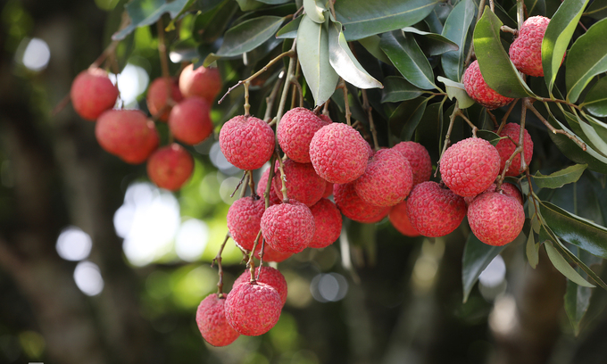 Vietnam exports 16,000 tons of fresh lychees to China Vietnam exports 16,000 tons of fresh lychees to China