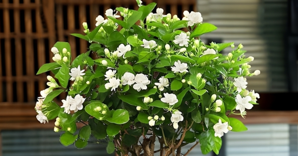 3 loại cây cảnh tỏa hương ngày hè, được cho là thu hút tài lộc cho gia chủ 3 loại cây cảnh tỏa hương ngày hè, được cho là thu hút tài lộc cho gia chủ