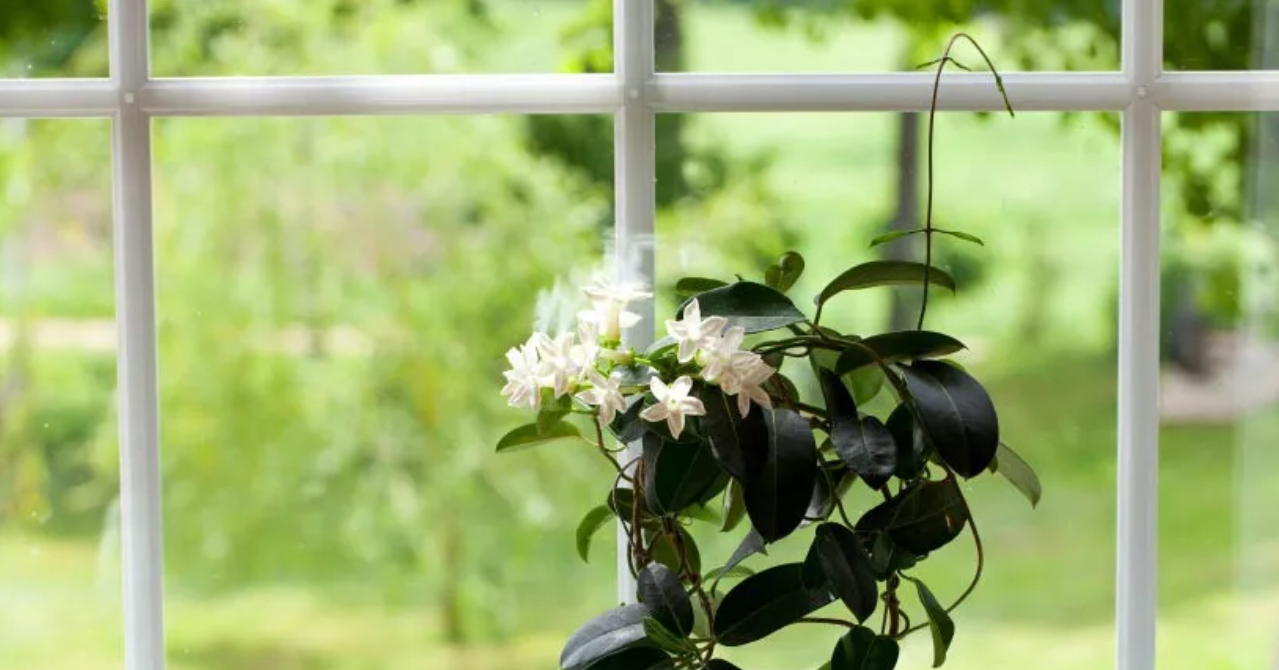 4 loại cây giúp phòng ngủ trong lành, góp phần mang đến giấc ngủ ngon 4 loại cây giúp phòng ngủ trong lành, góp phần mang đến giấc ngủ ngon