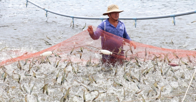 Bến Tre ứng dụng hiệu quả công nghệ cao vào nuôi tôm Bến Tre ứng dụng hiệu quả công nghệ cao vào nuôi tôm