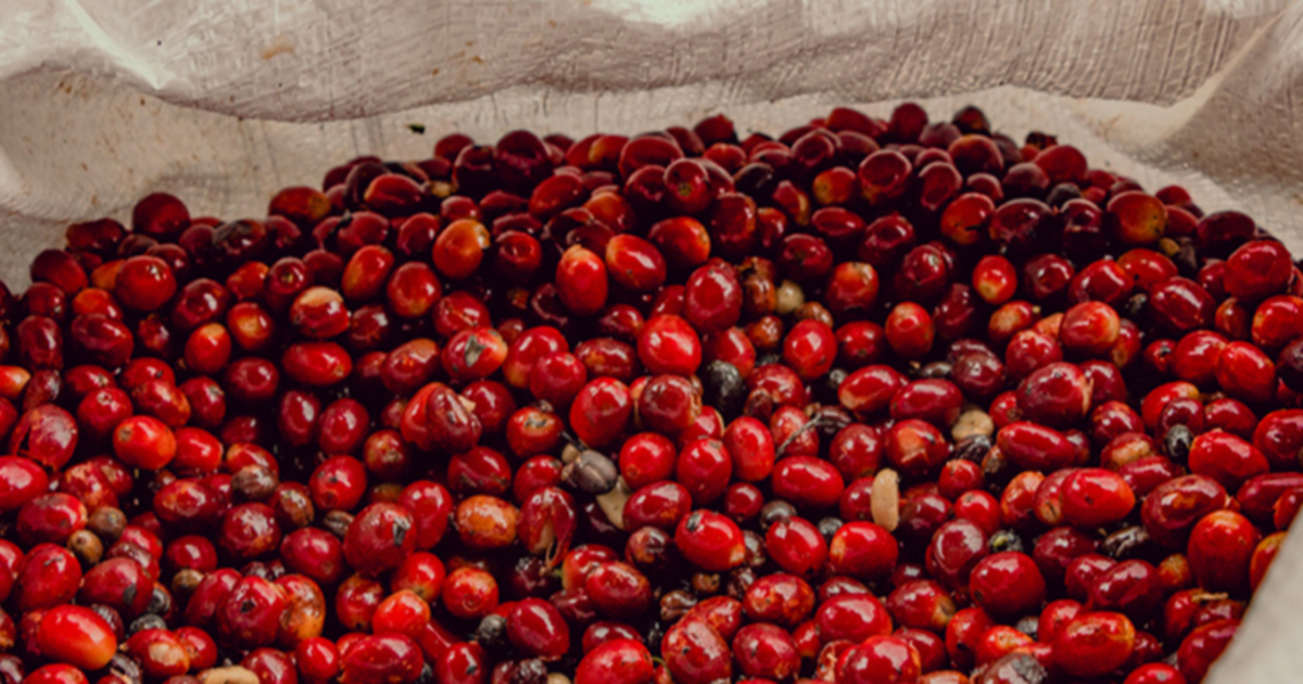 Cà phê nội địa tăng giá gần 98.000 đồng/kg Cà phê nội địa tăng giá gần 98.000 đồng/kg
