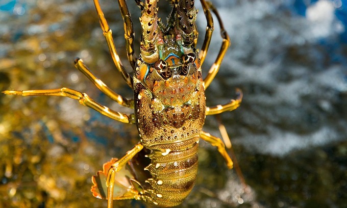China snaps up Vietnamese lobsters worth 6M in 5 months China snaps up Vietnamese lobsters worth 6M in 5 months