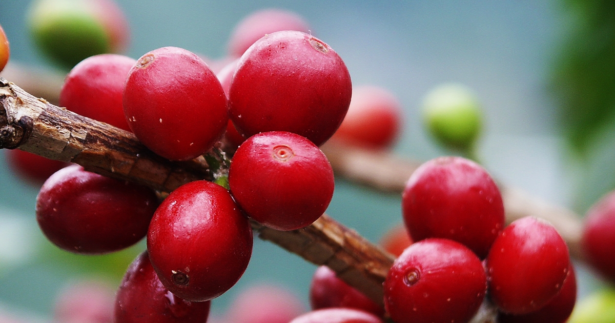 Giá cà phê giảm mạnh, áp sát 95.000 đồng/kg Giá cà phê giảm mạnh, áp sát 95.000 đồng/kg