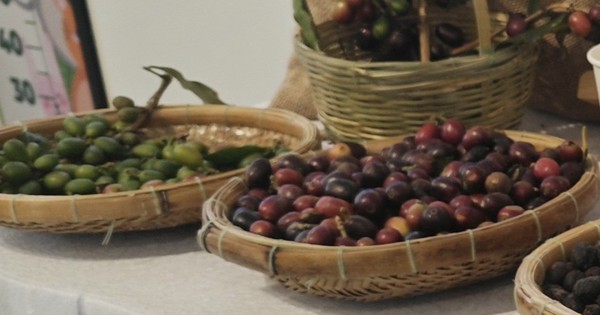 Giá cà phê hôm nay 26-6: Robusta tăng 3 phiên liền, cà phê Việt mở rộng thị phần tại Mỹ Giá cà phê hôm nay 26-6: Robusta tăng 3 phiên liền, cà phê Việt mở rộng thị phần tại Mỹ