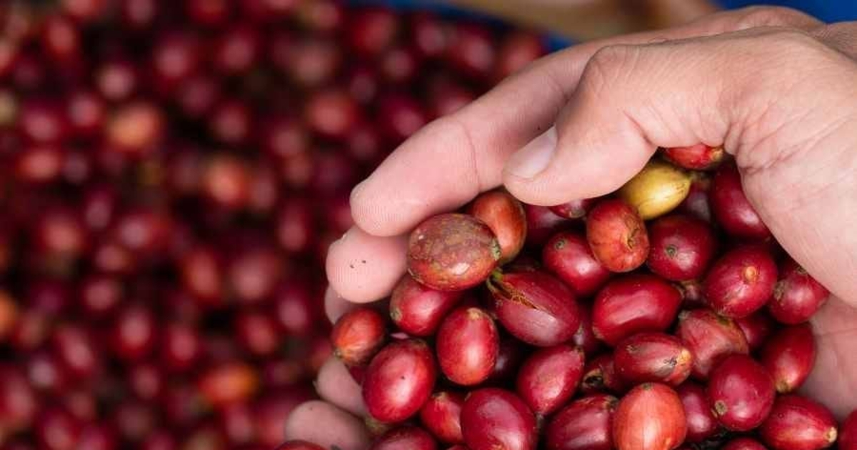 Giá cà phê nội địa tăng 4.000 đồng/kg hôm nay Giá cà phê nội địa tăng 4.000 đồng/kg hôm nay