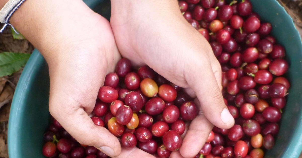 Giá cà phê tăng 300 đồng/kg, thị trường nguồn cung biến động Giá cà phê tăng 300 đồng/kg, thị trường nguồn cung biến động