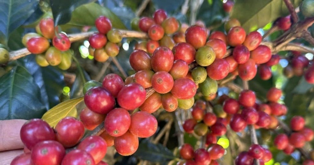 Giá cà phê tăng mạnh 1.200 đồng/kg tại Tây Nguyên Giá cà phê tăng mạnh 1.200 đồng/kg tại Tây Nguyên