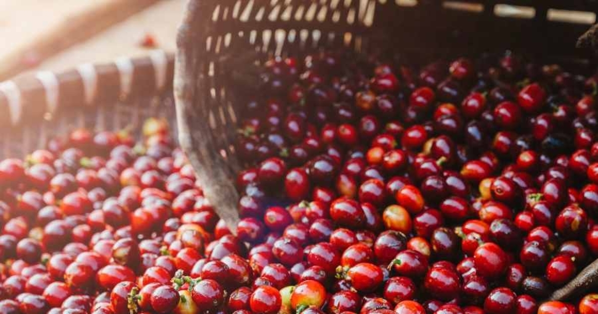 Giá cà phê tăng mạnh, chờ mốc 100.000 đồng/kg