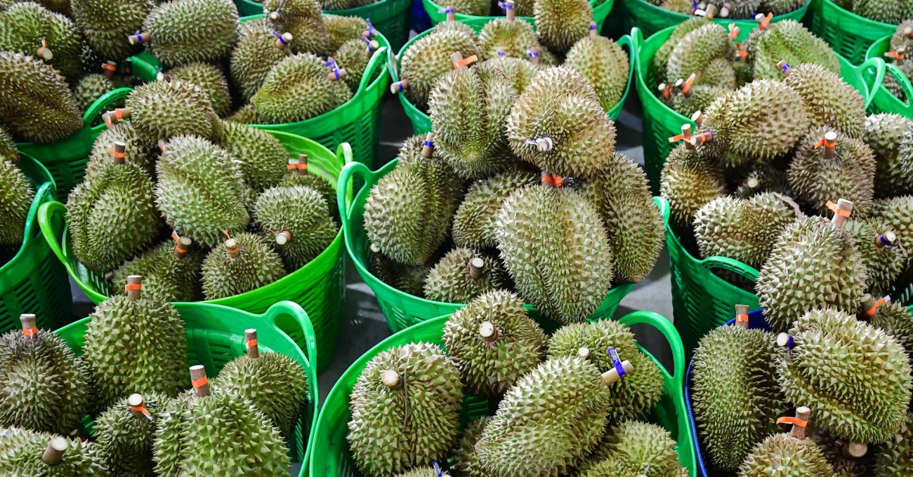 Lâm Đồng thu hồi loạt mã số vùng trồng sầu riêng xuất khẩu sang Trung Quốc