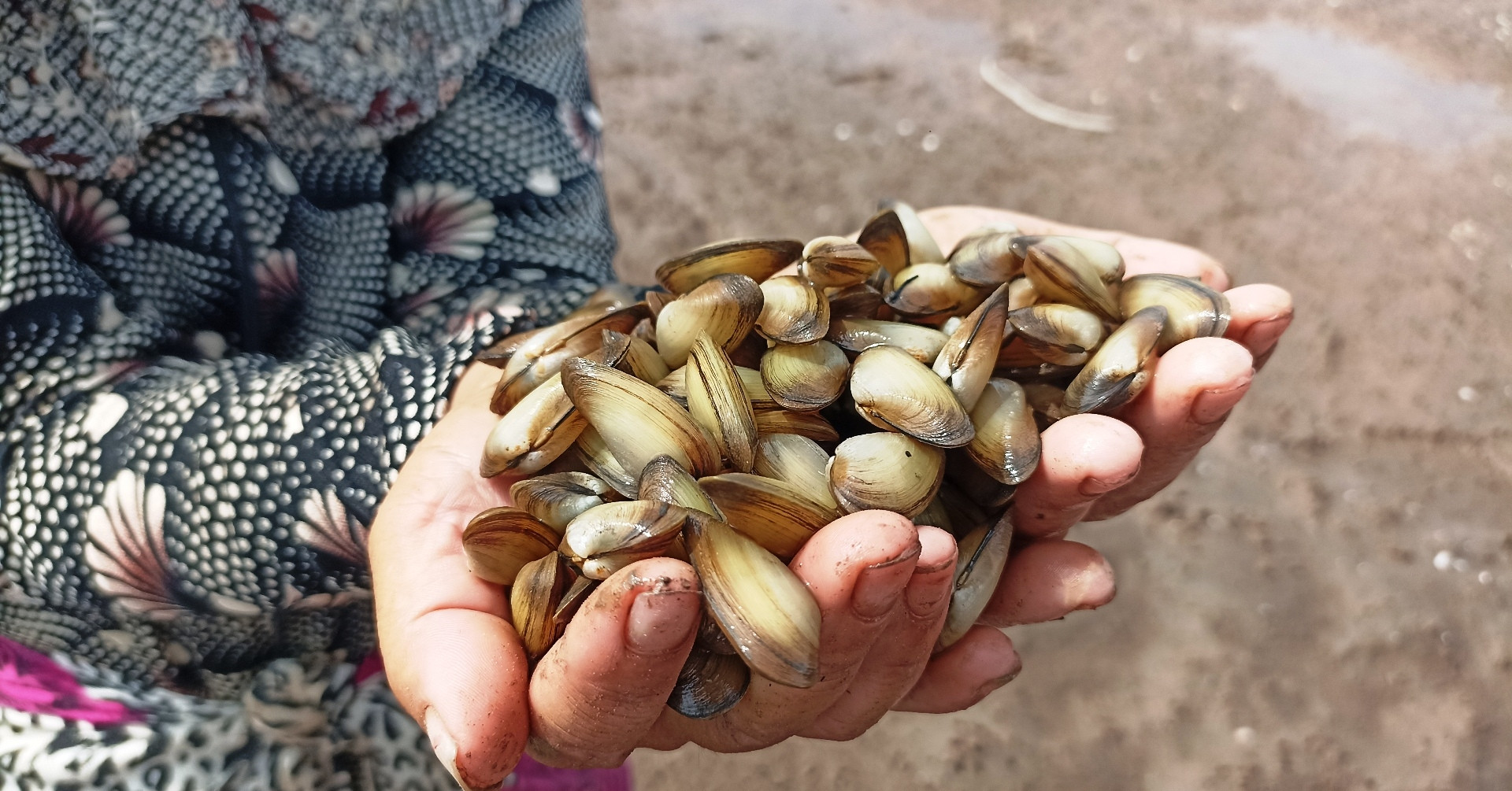 Luyện mắt tinh, tay nhanh, người dân Ninh Bình săn ‘lộc trời’ dưới lớp cát