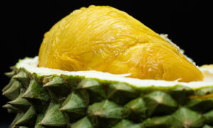 Malaysia to host .5 all-you-can-eat durian buffet offering premium Musang King, Black Thorn Malaysia to host .5 all-you-can-eat durian buffet offering premium Musang King, Black Thorn