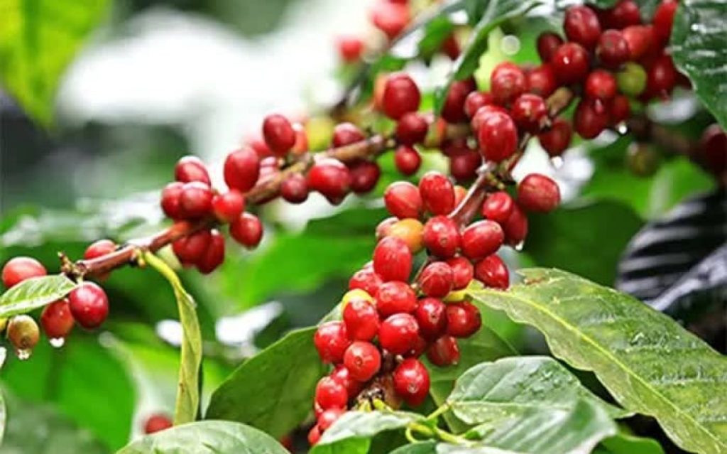 Ngày 6/7: Giá cà phê tăng mạnh, hồ tiêu xuống đáy một năm