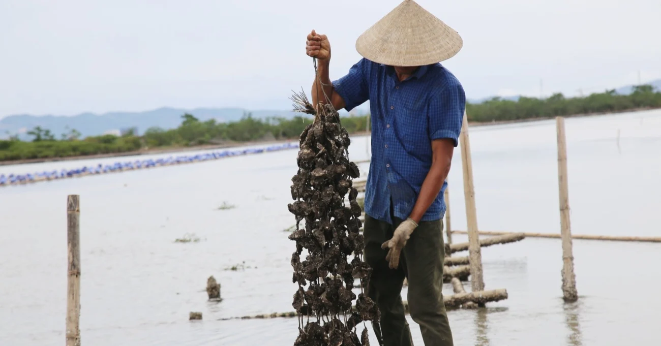 Nuôi hàu không cần cho ăn, nông dân ven sông Rào Cái thu tiền tỷ