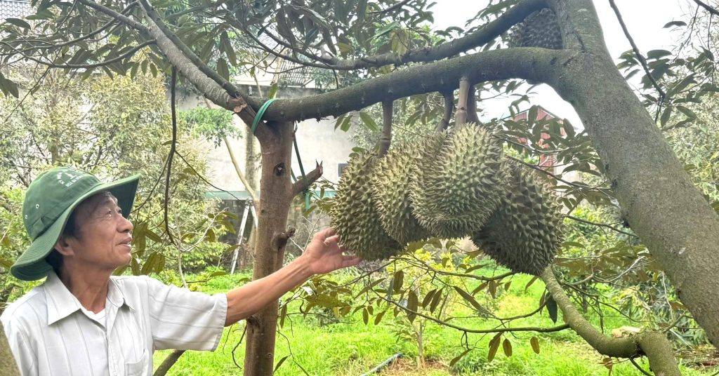 Sầu riêng nhiều vườn ở Đắk Lắk ‘xấu mã’, thương lái đổi cách mua Sầu riêng nhiều vườn ở Đắk Lắk ‘xấu mã’, thương lái đổi cách mua
