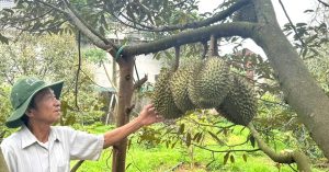 Sầu riêng nhiều vườn ở Đắk Lắk ‘xấu mã’, thương lái đổi cách mua