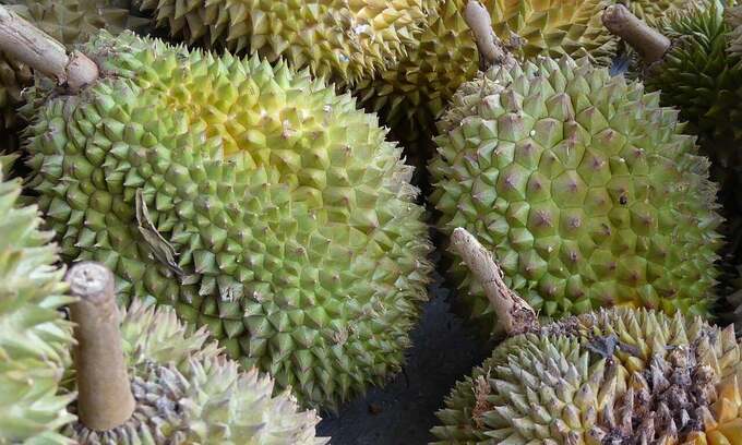 Thai durian sales jump 10-fold as TikTok livestreams boom Thai durian sales jump 10-fold as TikTok livestreams boom