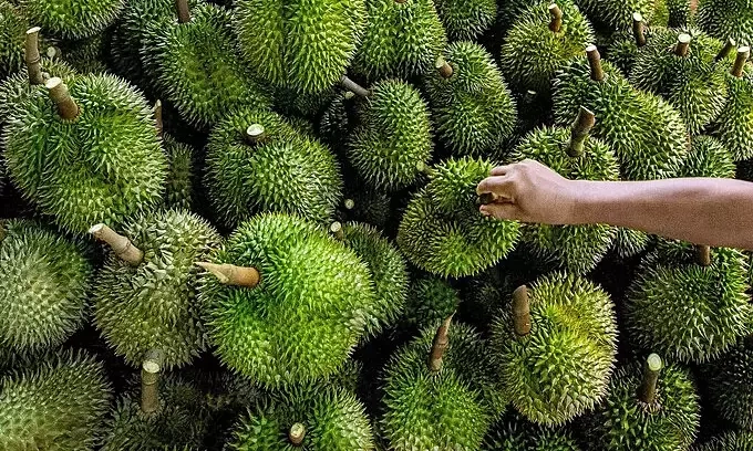 Thailand moves to sell 300,000 tons of southern durian Thailand moves to sell 300,000 tons of southern durian