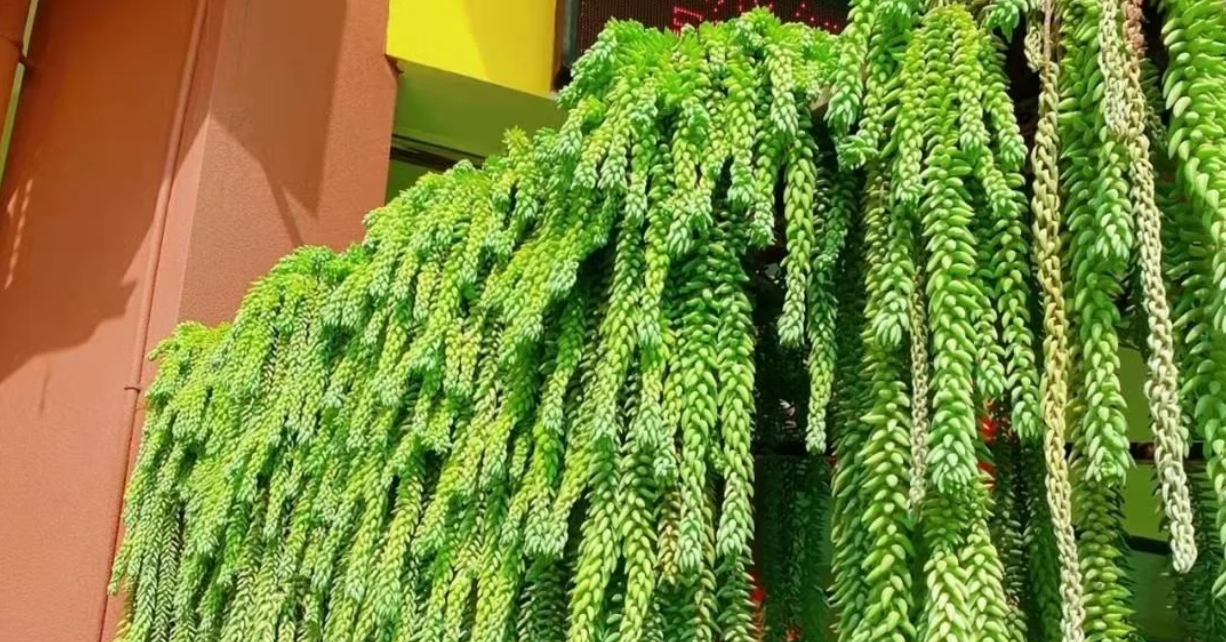 Top 3 cây cảnh lạ mắt, vừa làm đẹp nhà vừa mang ý nghĩa tài lộc Top 3 cây cảnh lạ mắt, vừa làm đẹp nhà vừa mang ý nghĩa tài lộc