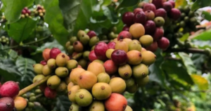 Giá cà phê giảm mạnh xuống dưới 87.000 đồng/kg